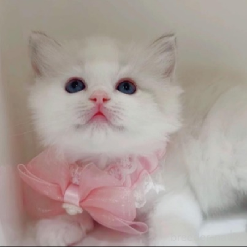 販売中の京都府のラグドール-133615の1枚目