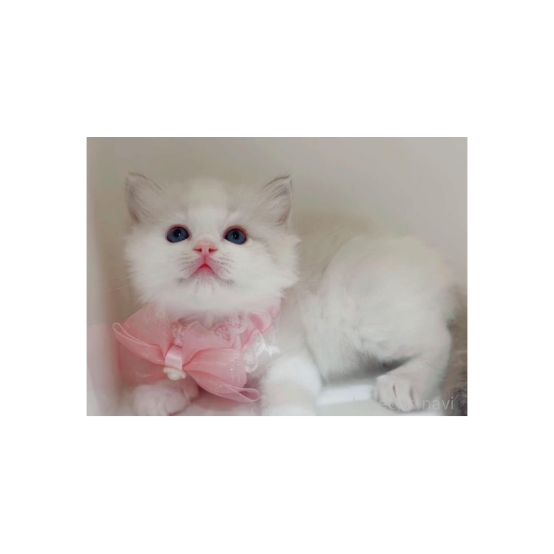 販売中の京都府のラグドール-133615の2枚目