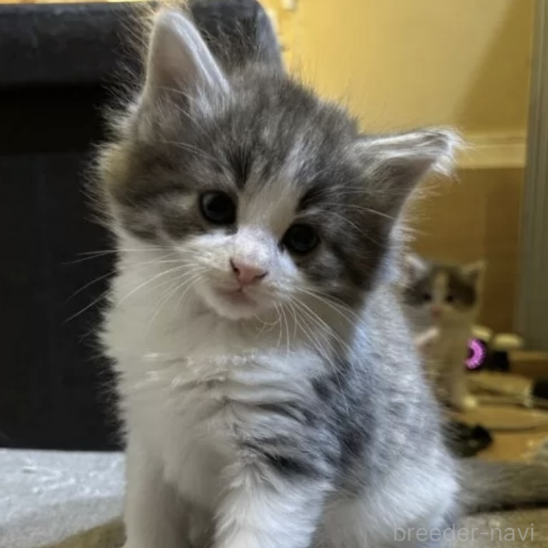 販売中の岐阜県のノルウェージャンフォレストキャット-133616