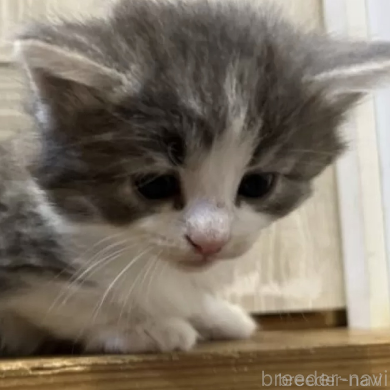 販売中の岐阜県のノルウェージャンフォレストキャット-133616の3枚目