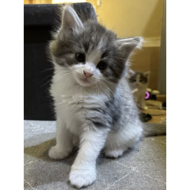 販売中の岐阜県のノルウェージャンフォレストキャット-133616の2枚目