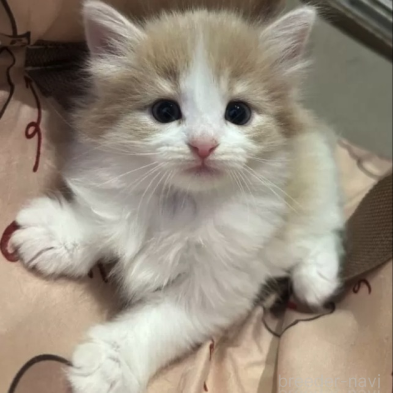 販売中の岐阜県のノルウェージャンフォレストキャット-133617の1枚目