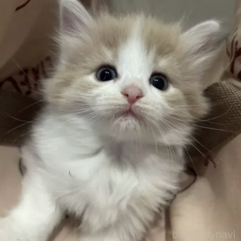 販売中の岐阜県のノルウェージャンフォレストキャット-133617の2枚目