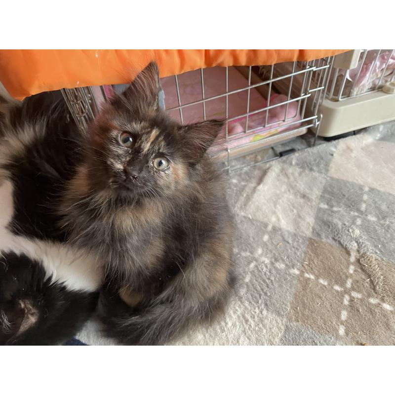 成約済の京都府のメインクーン-131910の5枚目