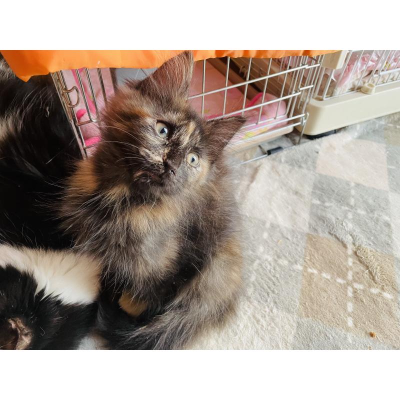 成約済の京都府のメインクーン-131910の4枚目