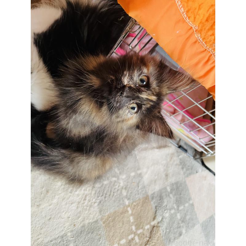 成約済の京都府のメインクーン-131910の3枚目