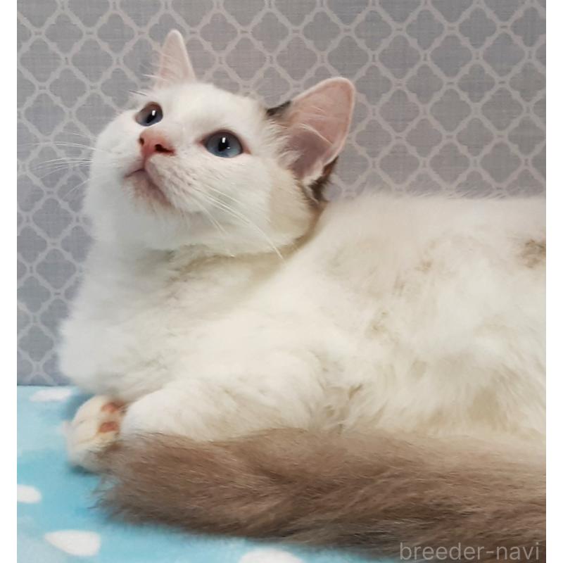 販売中の岐阜県のラグドール-130670の3枚目