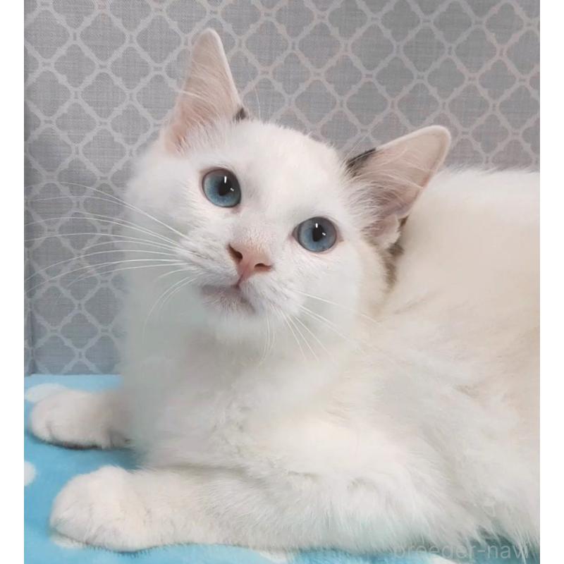 販売中の岐阜県のラグドール-130670の2枚目