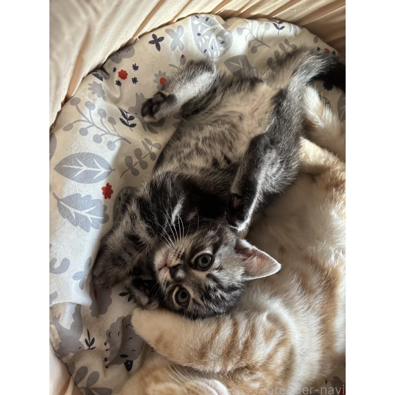 販売中の千葉県のアメリカンショートヘア-132859の6枚目