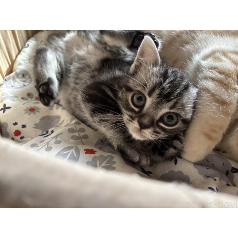 販売中の千葉県のアメリカンショートヘア-132859の5枚目