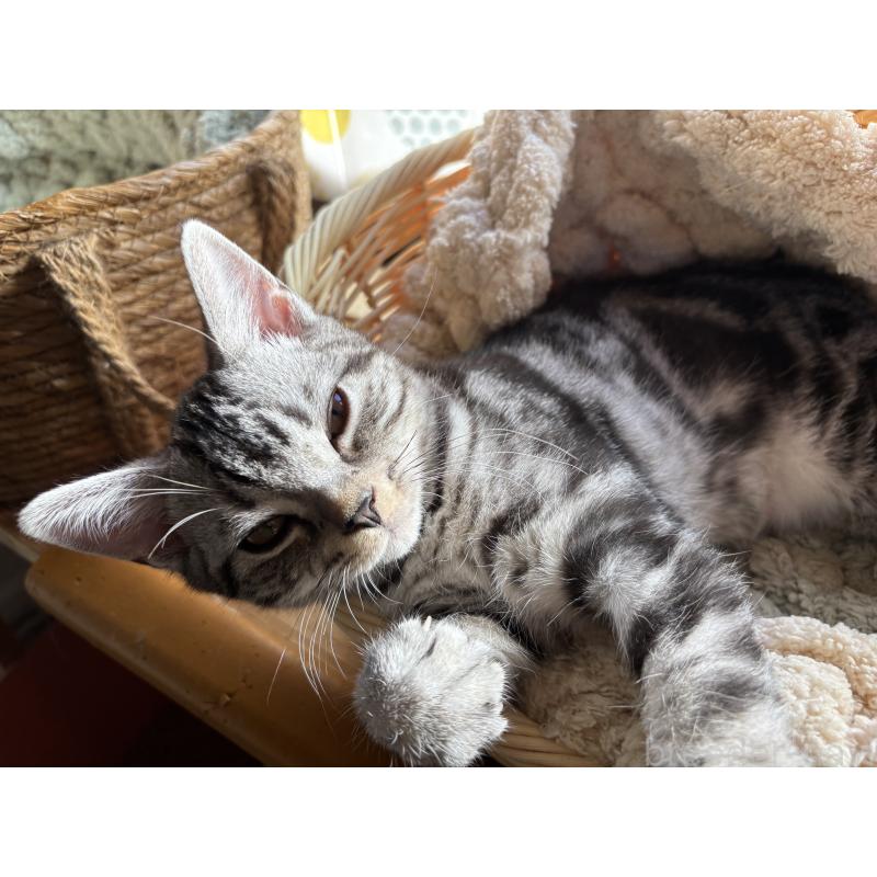 販売中の千葉県のアメリカンショートヘア-129735の4枚目