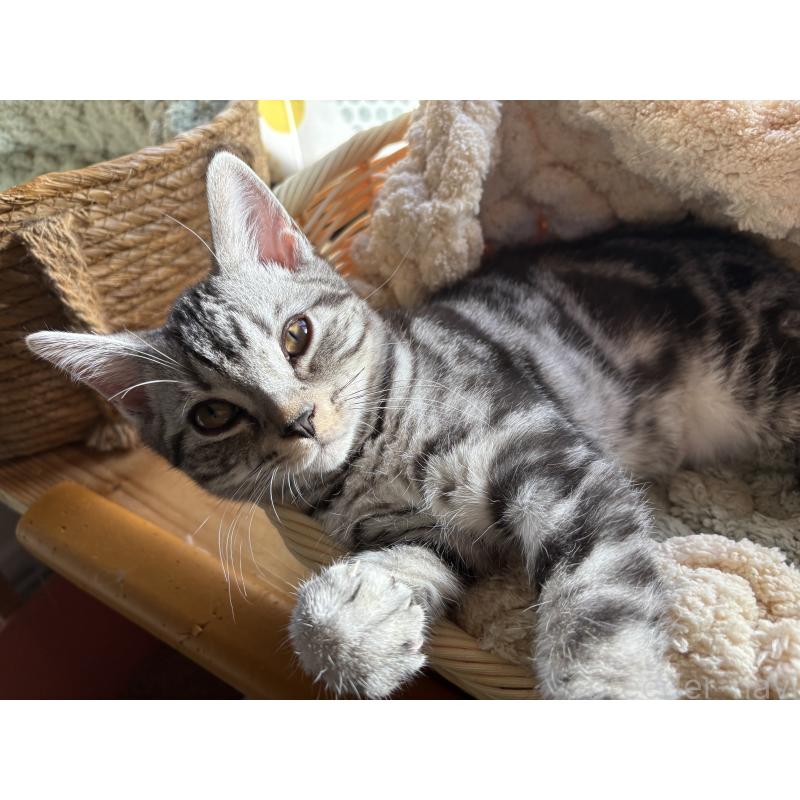 販売中の千葉県のアメリカンショートヘア-129735の3枚目