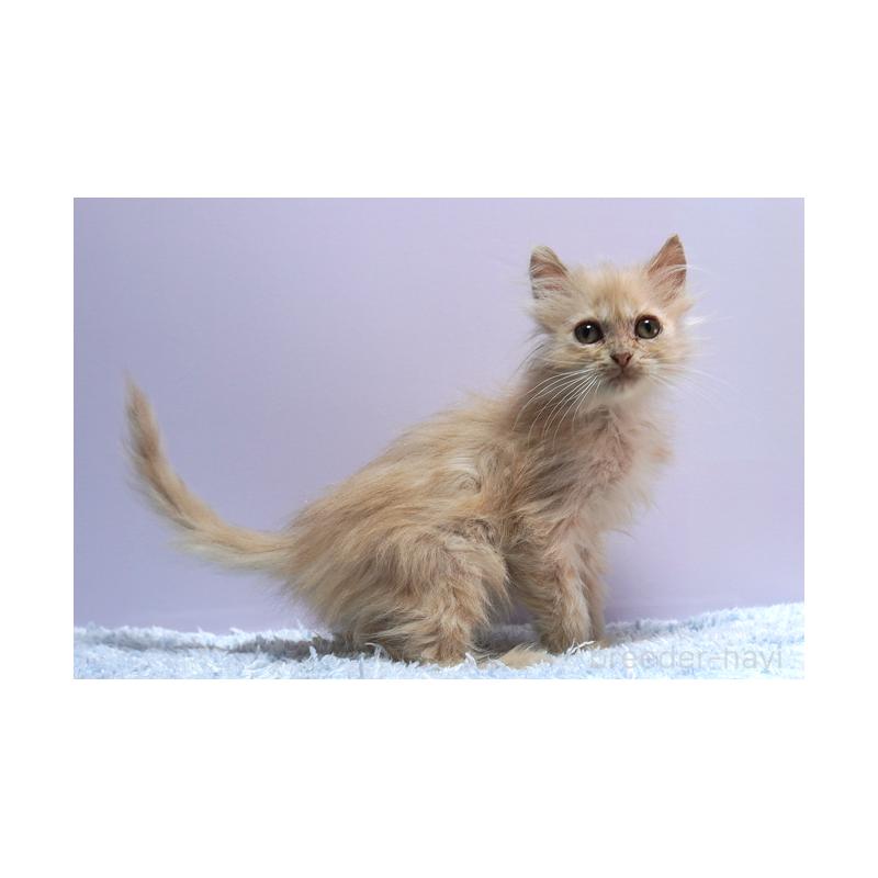 販売中の群馬県のミヌエット-129754の4枚目