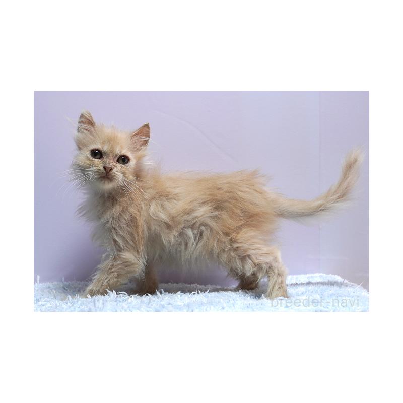 販売中の群馬県のミヌエット-129754の3枚目