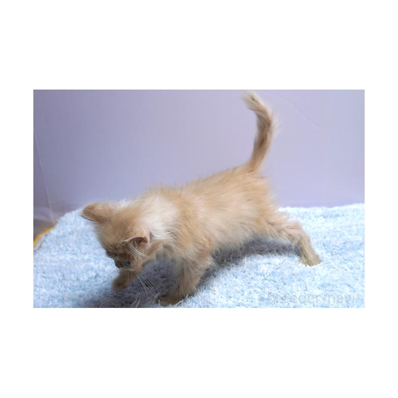 販売中の群馬県のミヌエット-129754の2枚目