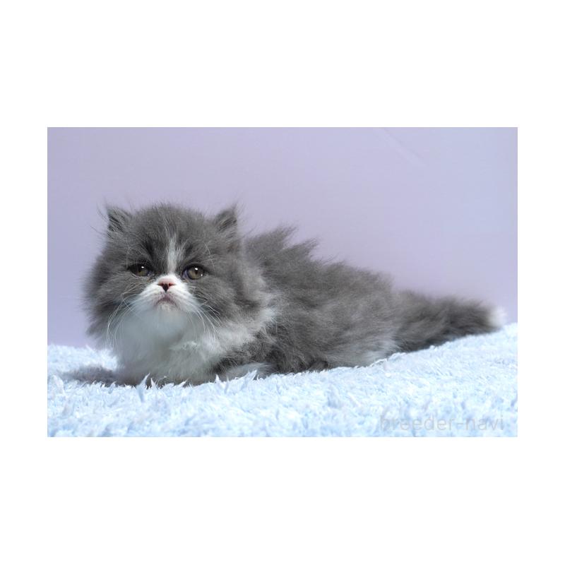 販売中の群馬県のミヌエット(短足)-130797の4枚目