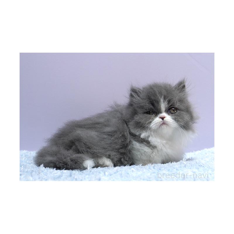 販売中の群馬県のミヌエット(短足)-130797の3枚目