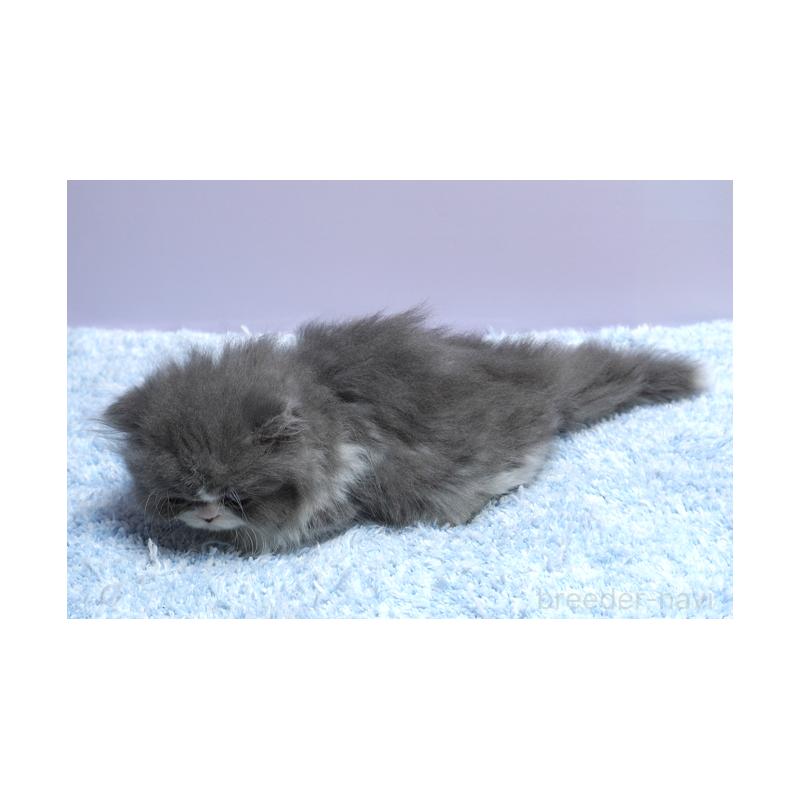 販売中の群馬県のミヌエット(短足)-130797の2枚目