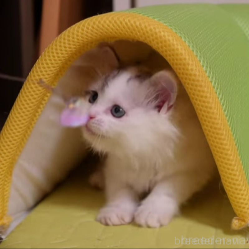 販売中の大阪府のサイベリアン-133618の8枚目