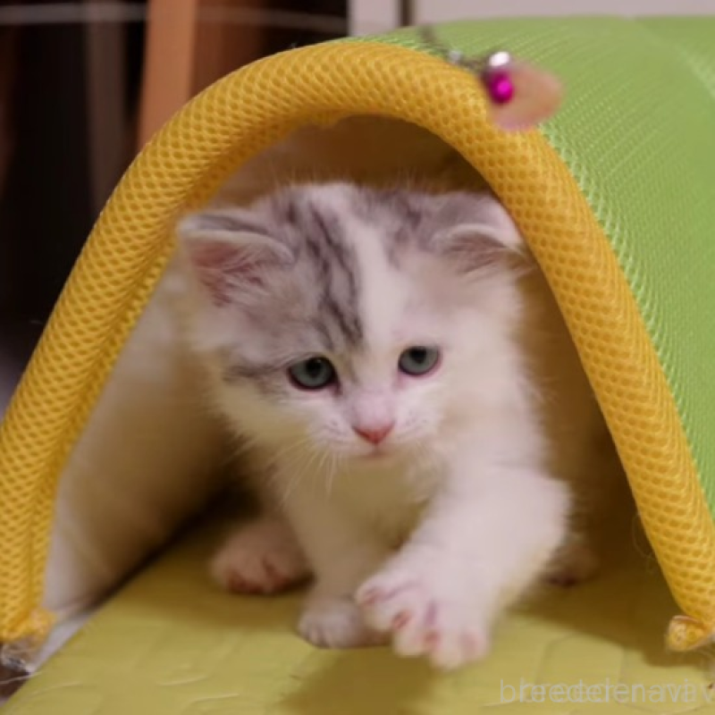 販売中の大阪府のサイベリアン-133618の7枚目