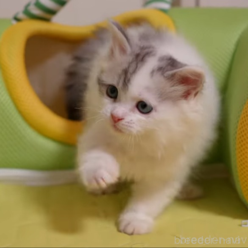 販売中の大阪府のサイベリアン-133618の6枚目