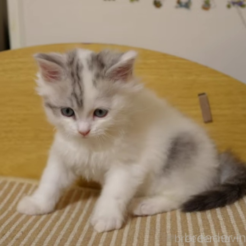 販売中の大阪府のサイベリアン-133618の5枚目