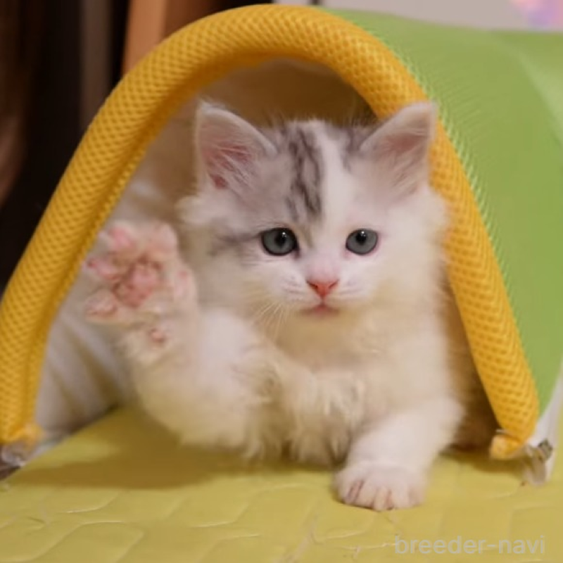 販売中の大阪府のサイベリアン-133618