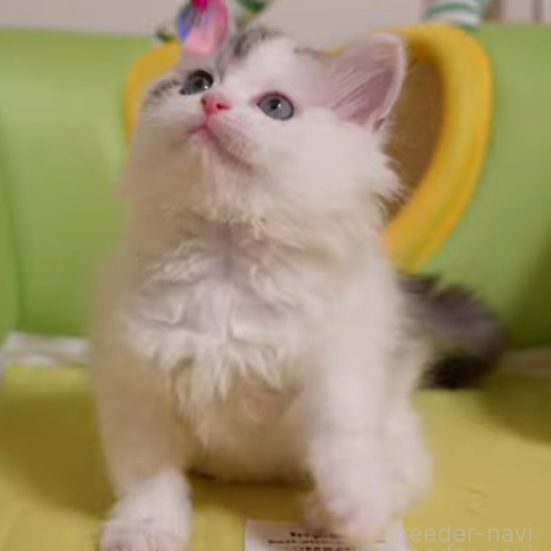 販売中の大阪府のサイベリアン-133618の4枚目