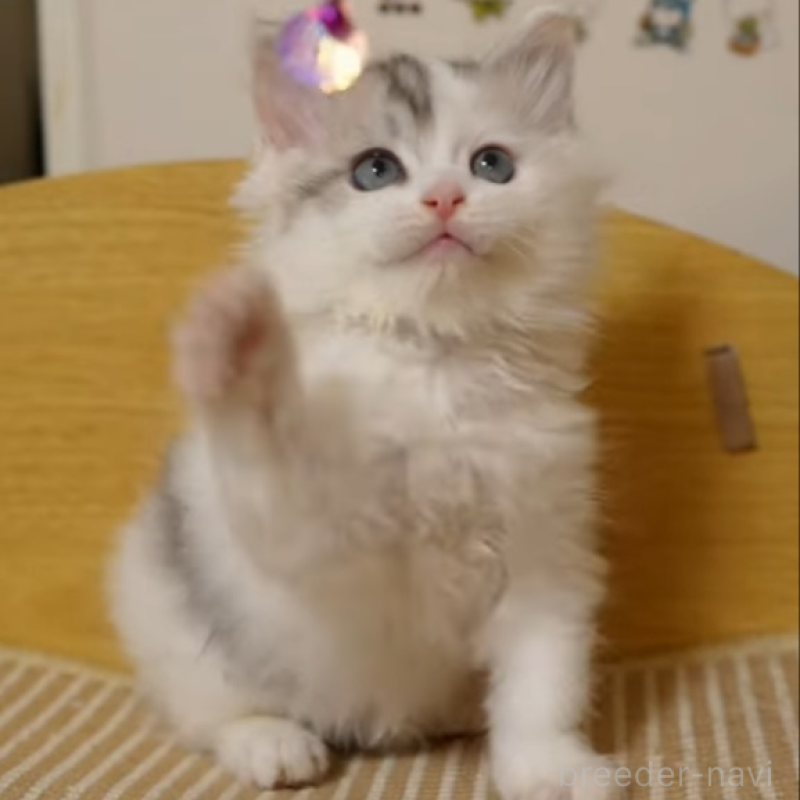 販売中の大阪府のサイベリアン-133618の3枚目