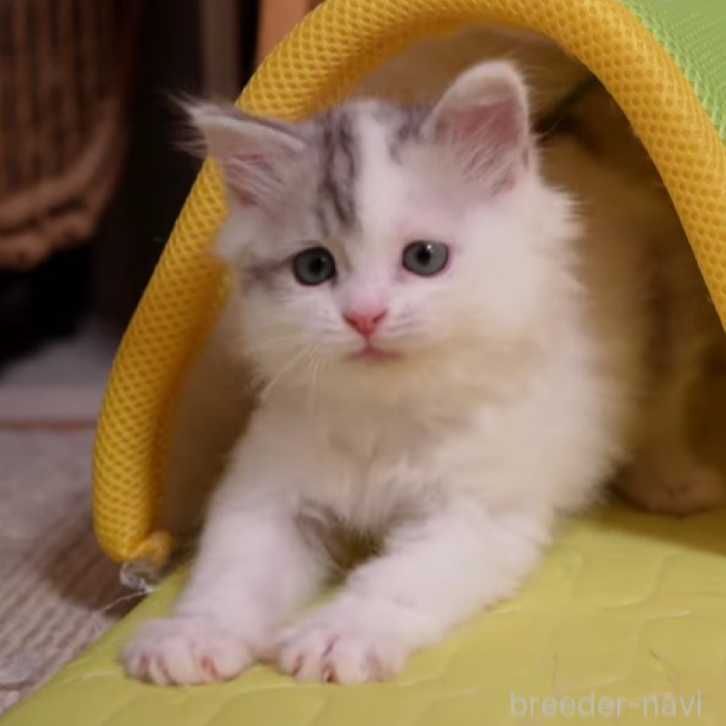 販売中の大阪府のサイベリアン-133618の2枚目