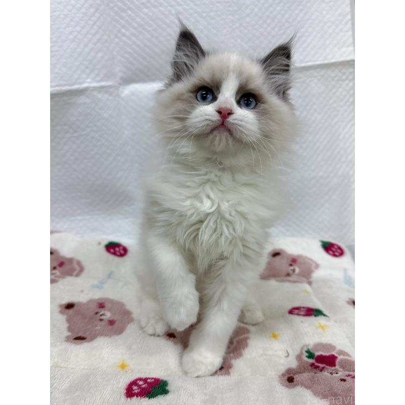 販売中の静岡県のラグドール-133619の5枚目