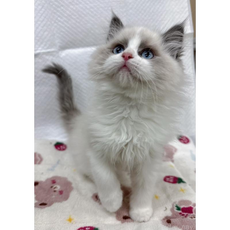 販売中の静岡県のラグドール-133619の4枚目