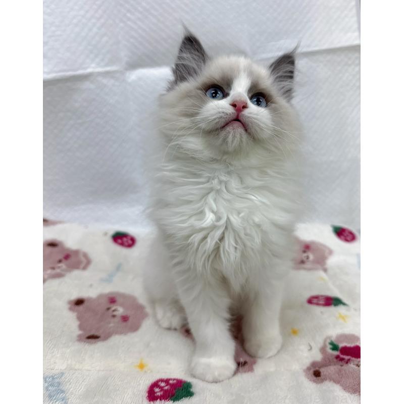 販売中の静岡県のラグドール-133619の3枚目