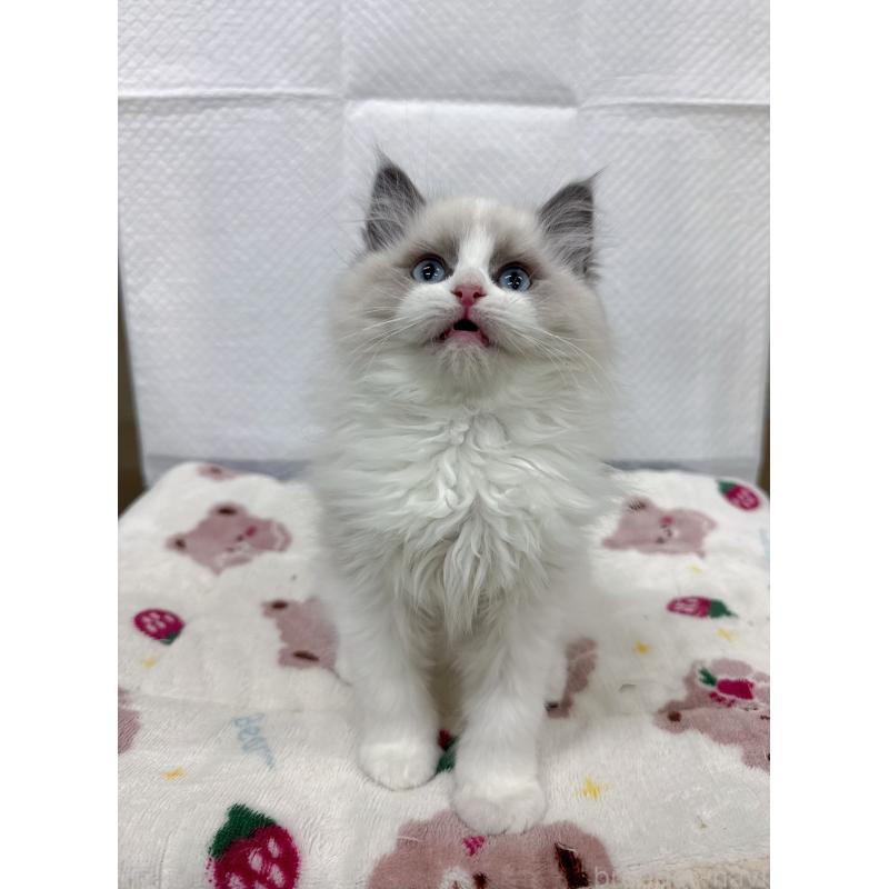 販売中の静岡県のラグドール-133619の2枚目