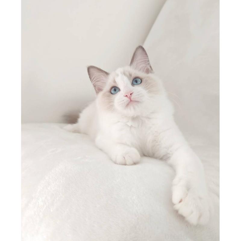 販売中の愛知県のラグドール-133620の8枚目