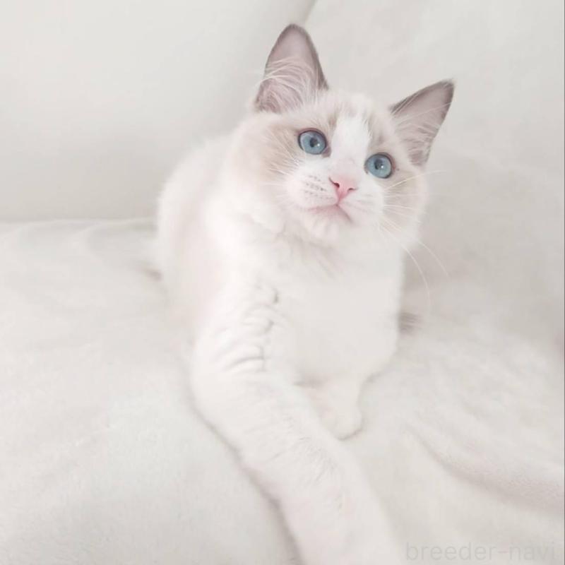 販売中の愛知県のラグドール-133620の7枚目