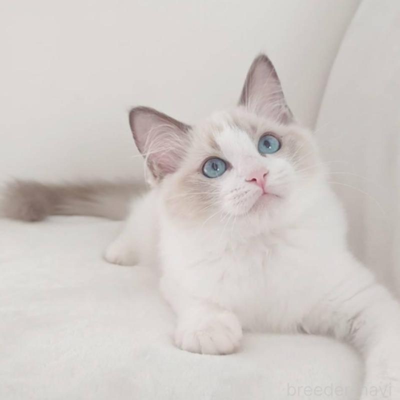 販売中の愛知県のラグドール-133620の6枚目