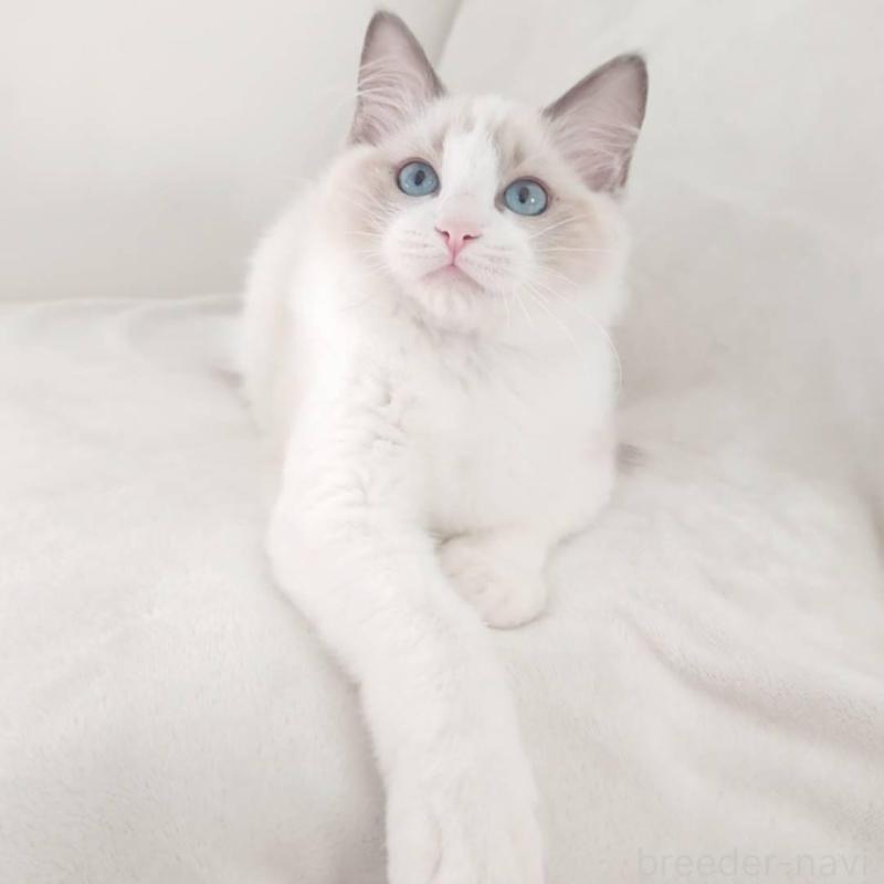 販売中の愛知県のラグドール-133620の5枚目