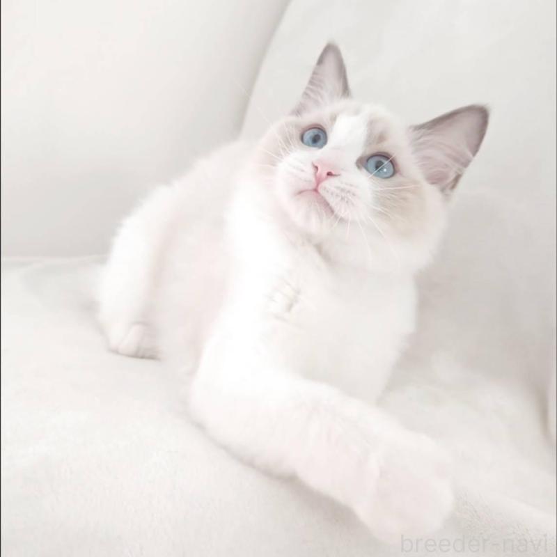 販売中の愛知県のラグドール-133620の4枚目