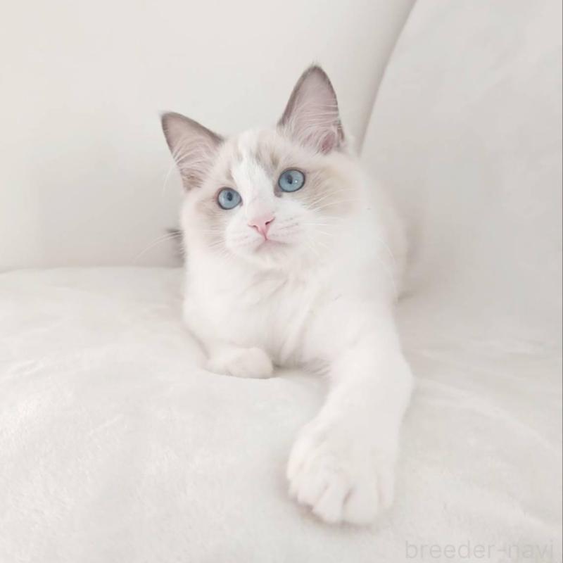 販売中の愛知県のラグドール-133620の3枚目