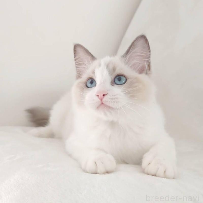 販売中の愛知県のラグドール-133620