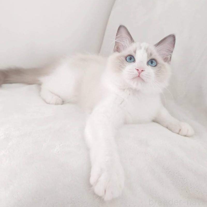 販売中の愛知県のラグドール-133620の2枚目