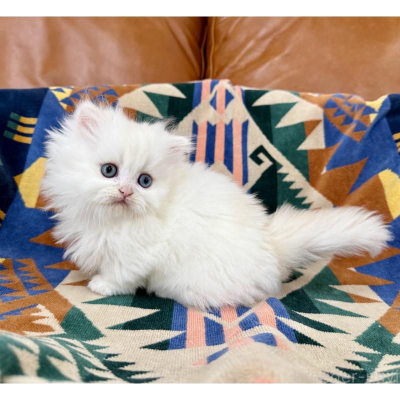 販売中の神奈川県のミヌエット-132501