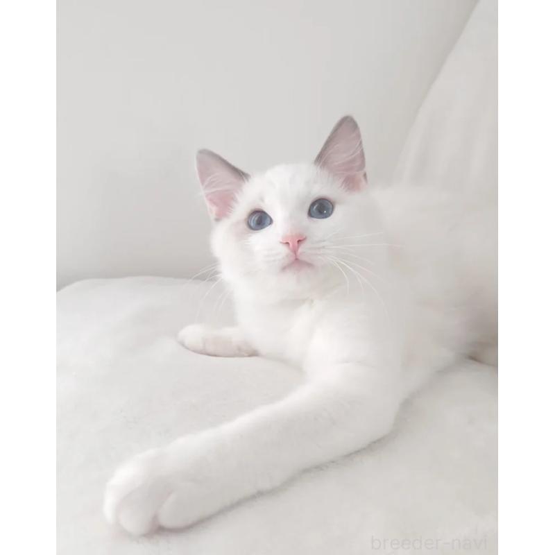 販売中の愛知県のラグドール-133621の6枚目