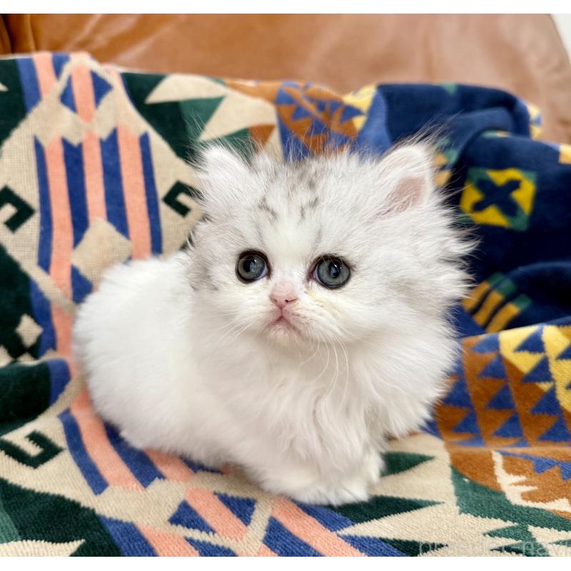 販売中の神奈川県のミヌエット-132506