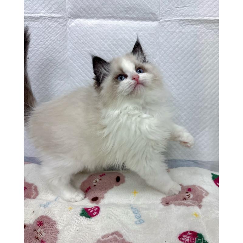 販売中の静岡県のラグドール-133622の5枚目