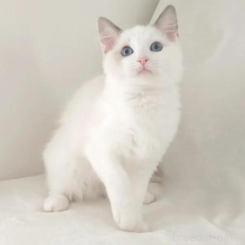 販売中の愛知県のラグドール-133621の1枚目