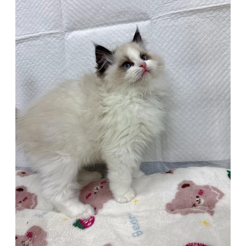 販売中の静岡県のラグドール-133622の4枚目