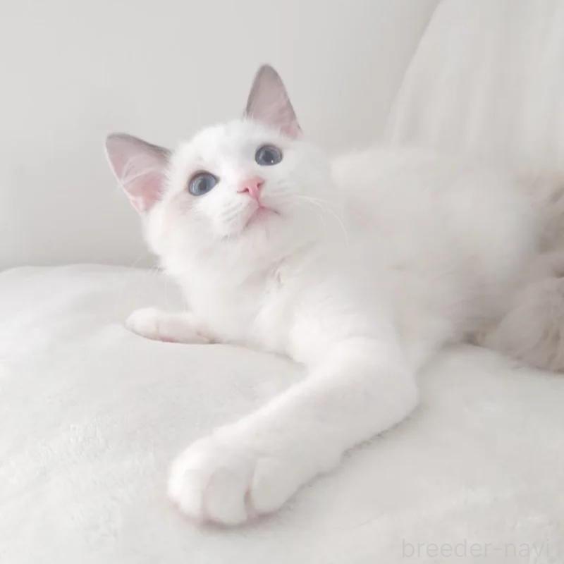 販売中の愛知県のラグドール-133621の5枚目