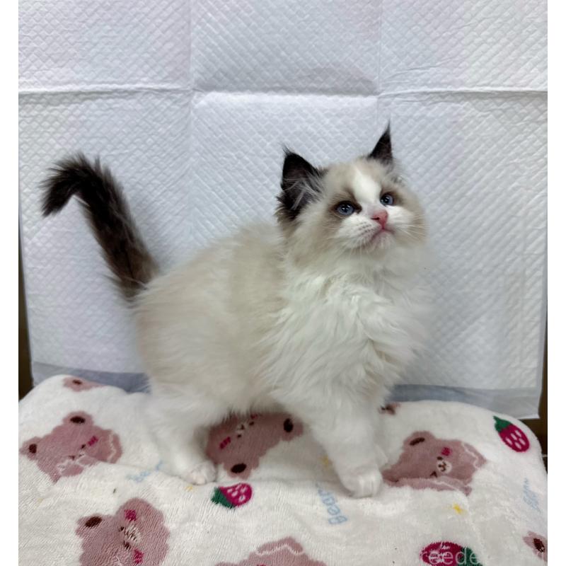 販売中の静岡県のラグドール-133622の3枚目